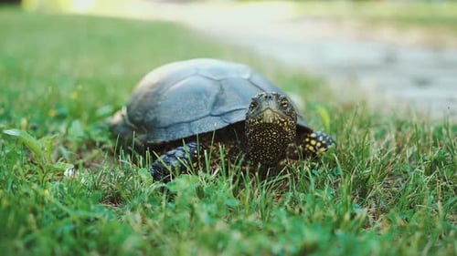 Eine Schildkröte, die in den Wald rennt