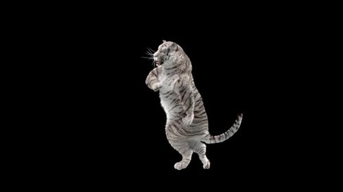Weißer Tiger tanzt HD