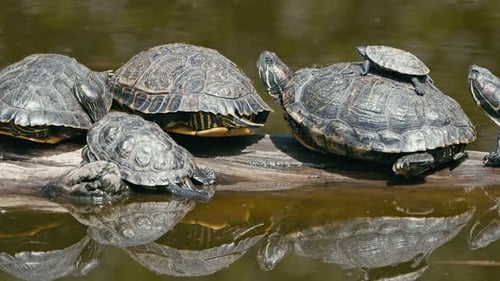 Tortugas animales en un lago verde 2