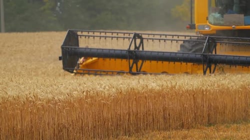 Heavy machinery gathering ripe wheat. Agricultural concept. Rural landscape.