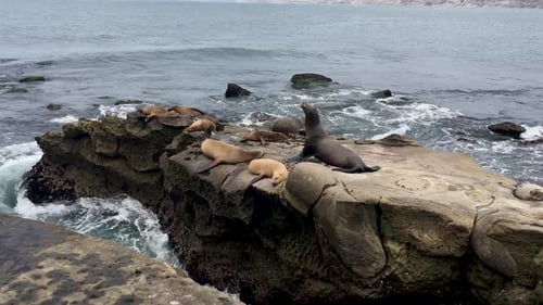 Seals enjoying life in the on the Pacific Ocean rocks La Jolla, San Diego, California