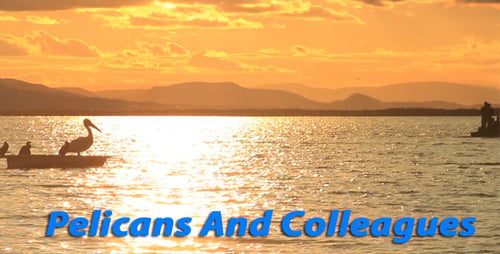 Pelicans and Colleagues