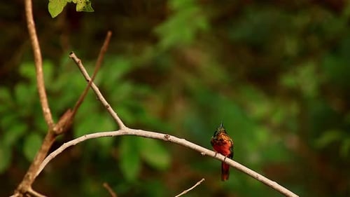A red and green hummingbird with a white throat perched on a branch in the Savannahs of Brazil