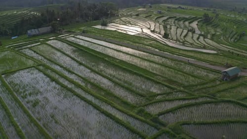 Nuages gris et plantation de riz verdoyante dans les rizières en terrasses de Bali
