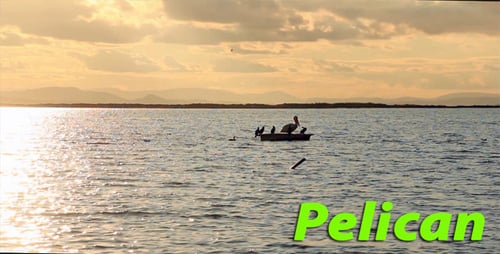 Waterfowl Gathering at Sunset on Ocean Debris