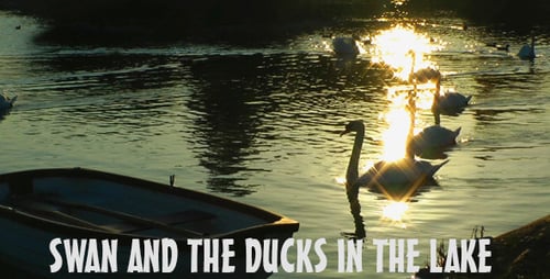 Schwan und Enten im See