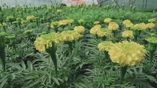 Yellow Marigold Flowers Blooming in Greenhouse