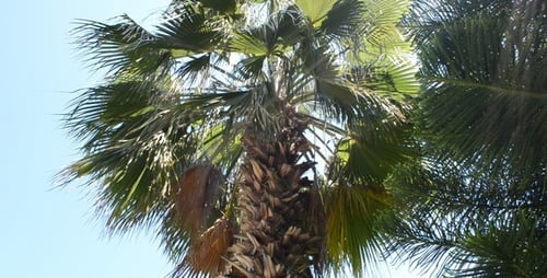 Lush Green Palm Trees Swaying in Tropical Breeze