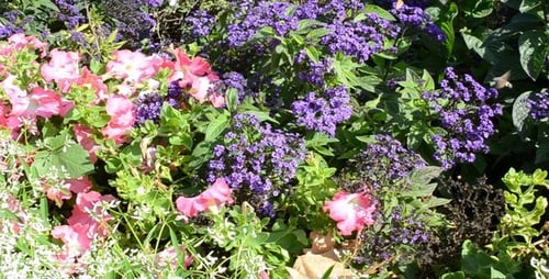 Flower Bed