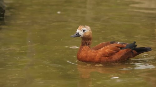 Enten im See
