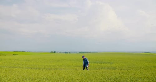 Farmer Examining Agriculture Field on Farm