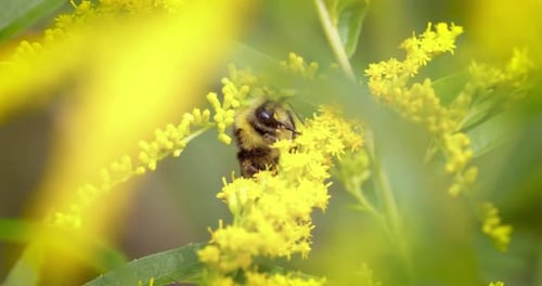 Shaggy Bumblebee Pollinating and Collects Nectar From the Yellow Flower of the Plant
