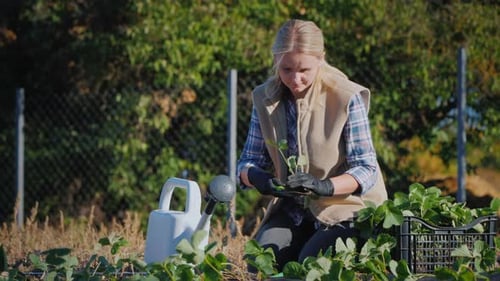 Active Young Woman Planting Strawberries on a Vegetable Garden