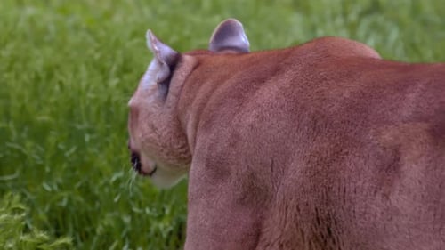 Beautiful Puma in Spring Forest