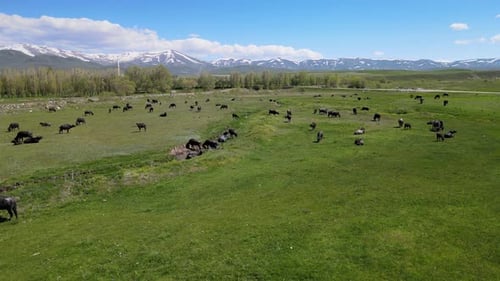 Herd of Buffalo Grazing in Green Pasture