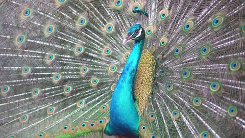 Peacock Displaying Vibrant Feathers in Close Up