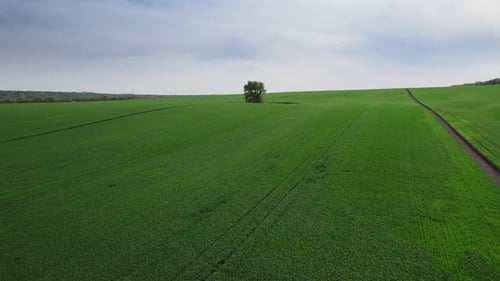 Perfect Green Grass Field Planted with Plants