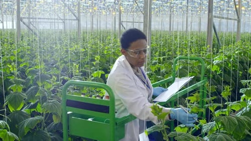 Scientist Inspecting Cucumber Crop Growth in Greenhouse