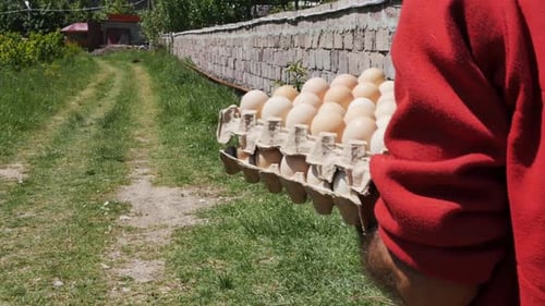 Eggs Carried in Carton Along Dirt Path