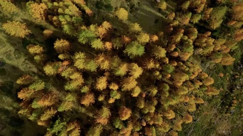 Drone Flies Over Orange Autumn Forest Treetops