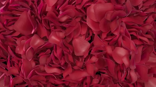 Rosenblätter Übergang 02 4K