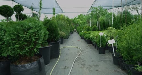 Lush Green Plant Nursery With Potted Trees
