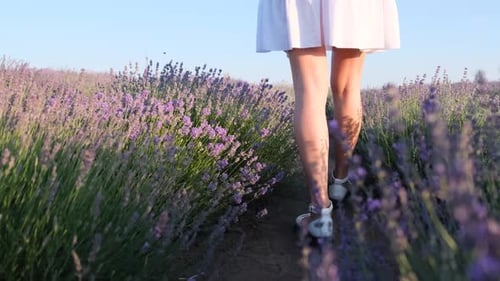A Young Woman in a White Dress Walks Through a Lavender Field