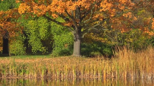 Autumn