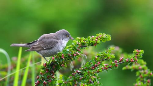 Barred Warbler