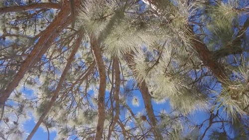 Looking Up Through Pine Tree Canopy on Sunny Day