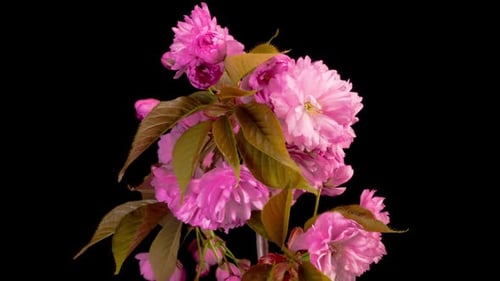Cherry Blossom. Time Lapse of Beautiful Opening Pink Sakura Flowers Bunch.