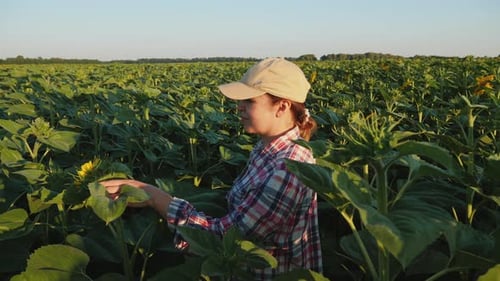 A Woman Walks Between Rows of Sunflowers in the Field