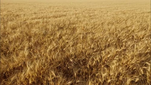 Top View of a Wheatfield