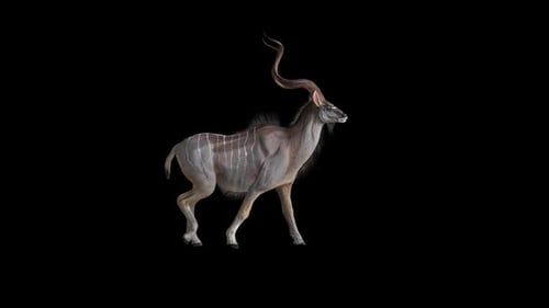 Deer Walk 1