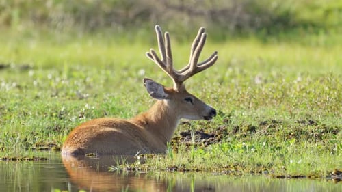 Largest deer species, marsh deer, blastocerus dichotomus in its natural habitat, peacefully resting