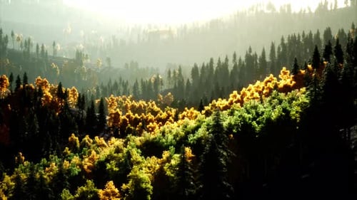 Coucher de soleil radieux dans les montagnes avec la forêt
