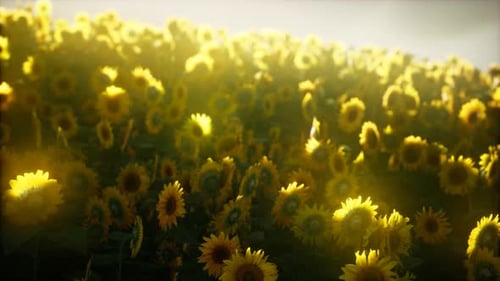 Sunflower Field on a Warm Summer Evening