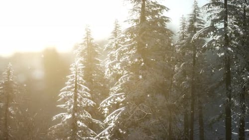 Herrliche Weihnachtsszene im Bergwald. Bunter Wintersonnenaufgang