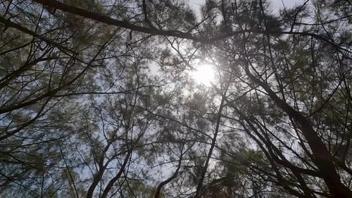 Sunlight Filtering Through Forest Tree Canopy