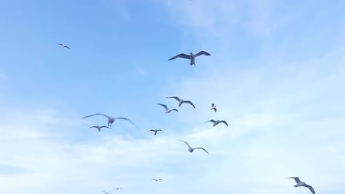 Seagulls Flying in Open Blue Sky