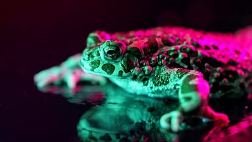 Toad Reflecting in Neon Lighting