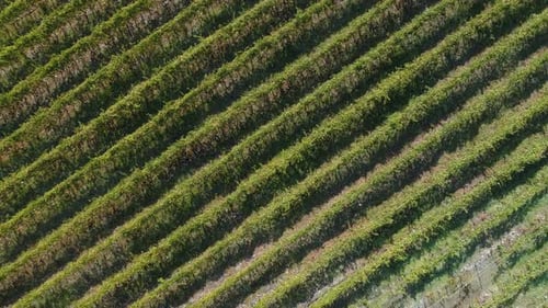 Aerial View of the Vineyards Fields