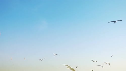 Vogeltier Möwen fliegen am strahlend blauen Himmel