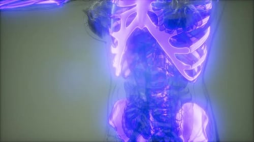 Glowing Human Skeletal and Nervous System 3D Scan Animation