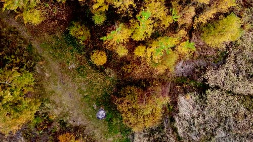 Wald von oben gesehen. Wunderschöne, farbenfrohe Wälder im Herbst.