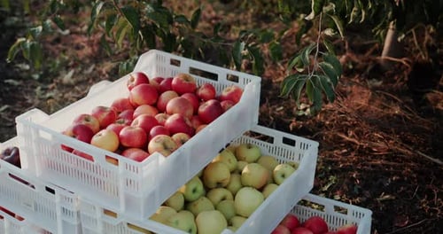 Fresh Apples in Containers in Orchard at Harvest Time