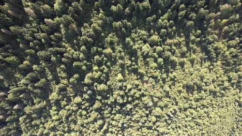 Forest Aerial
