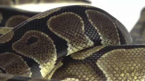 Royal Python o Python Regius sobre un obstáculo de madera en el estudio sobre un fondo blanco. De cerca