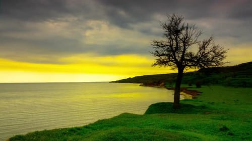Lonely Tree Overlooking Calm Ocean at Sunset