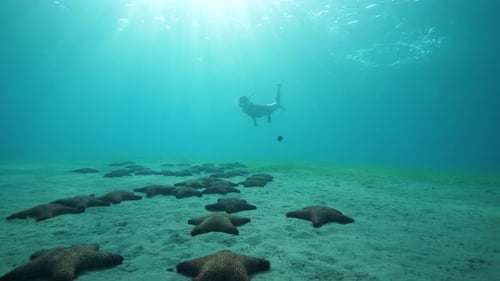 A Young Woman with Snorkeling Mask Swimming Under Blue Ocean with Starfishes.